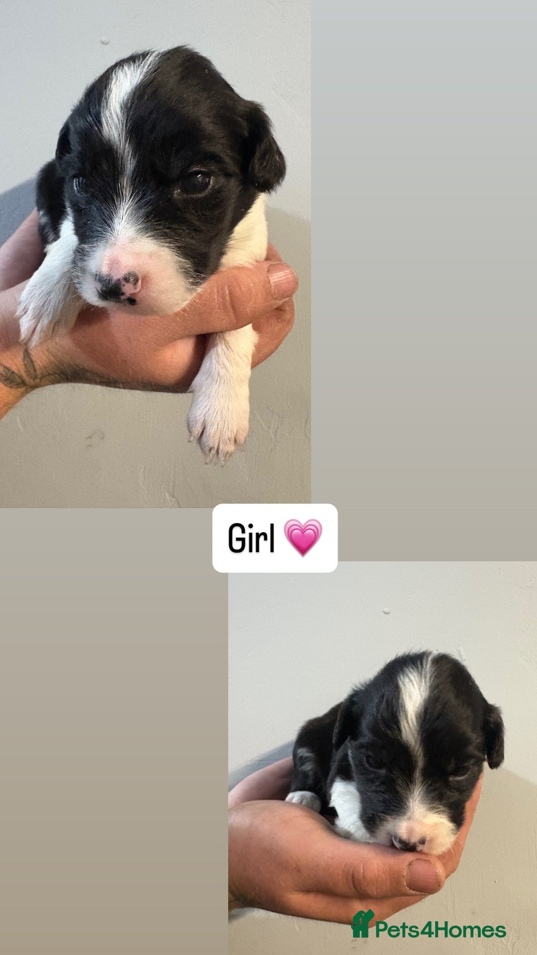 Mixed Breed dogs for sale: 5 Cocker x Collie Puppies  - Image 5