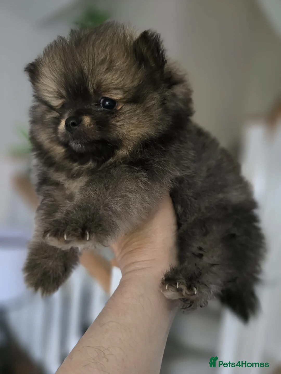 Pomeranian dogs for sale: Show quality Pomeranians girls kc registered - Advert 1