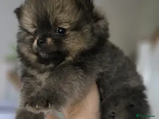 Pomeranian dogs for sale: Show quality Pomeranians girls kc registered - Advert 1