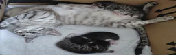 Mixed Breed cats for sale: Mix breed kittens. Mum is snow bengal  - Advert 9