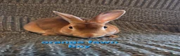 Rex rabbits for sale: Breeding pair of Unrelated mini rex - Advert 13