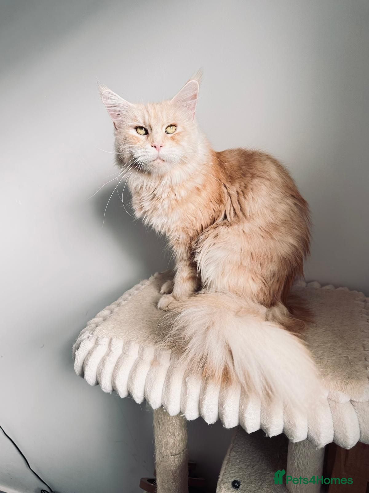 Maine Coon cats Main Coon 🐈 kittens already now  - Advert 2