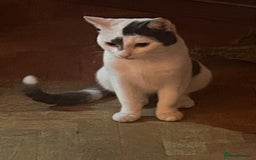 Domestic Shorthair cats for sale: His name is Max, hes 12 months and a boy. - Image 1