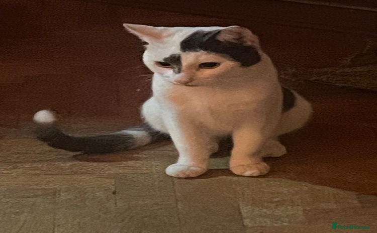 Domestic Shorthair cats - Advert 1