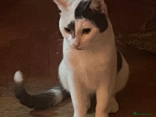 Domestic Shorthair cats - Advert 30