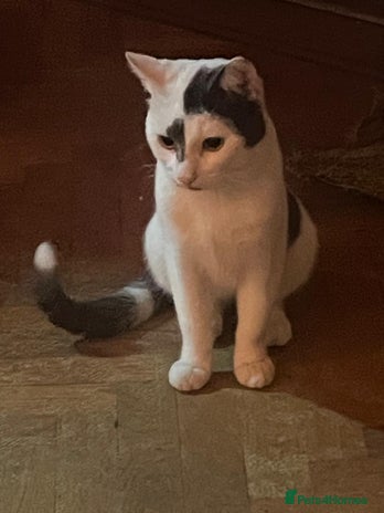 Domestic Shorthair cats - Advert 37