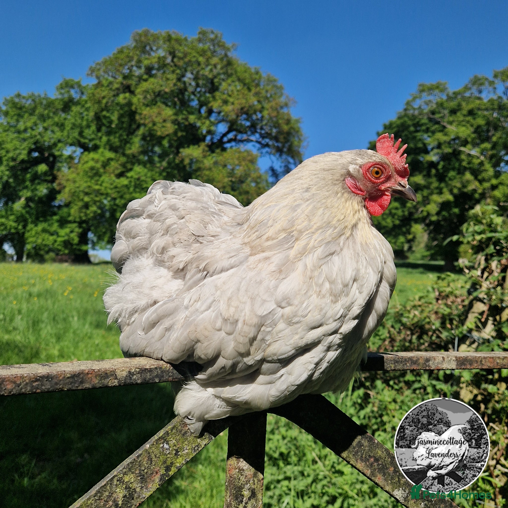 Chickens poultry 6 Beautiful Pekin Bantam Hatching Eggs - Advert 1