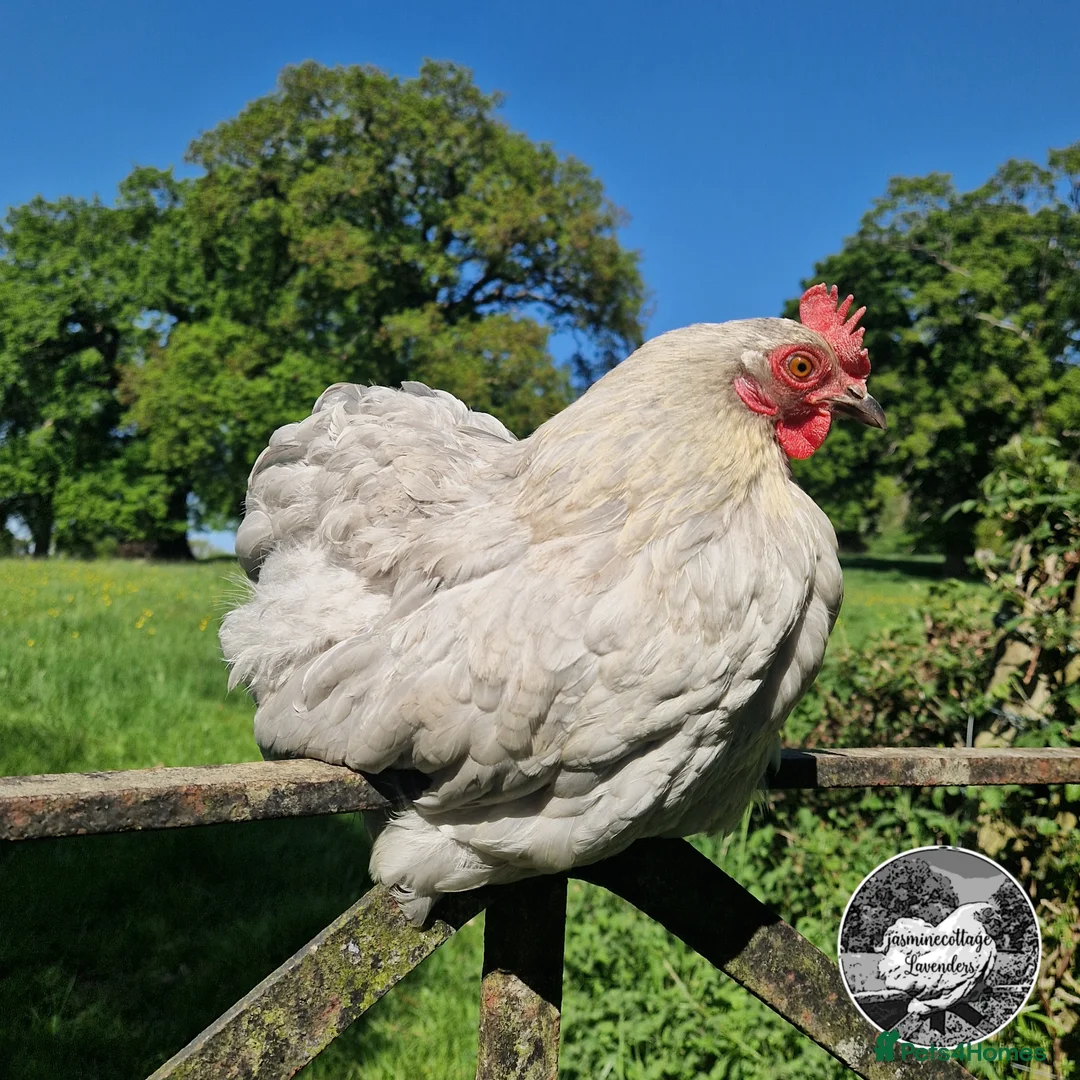 Chickens poultry for sale: 6 Beautiful Lavender Pekin Bantam Hatching Eggs - Advert 1