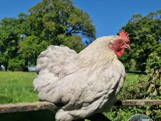 Chickens poultry for sale: 6 Lavender Pekin Bantam Hatching Eggs. IN STOCK - Advert 2