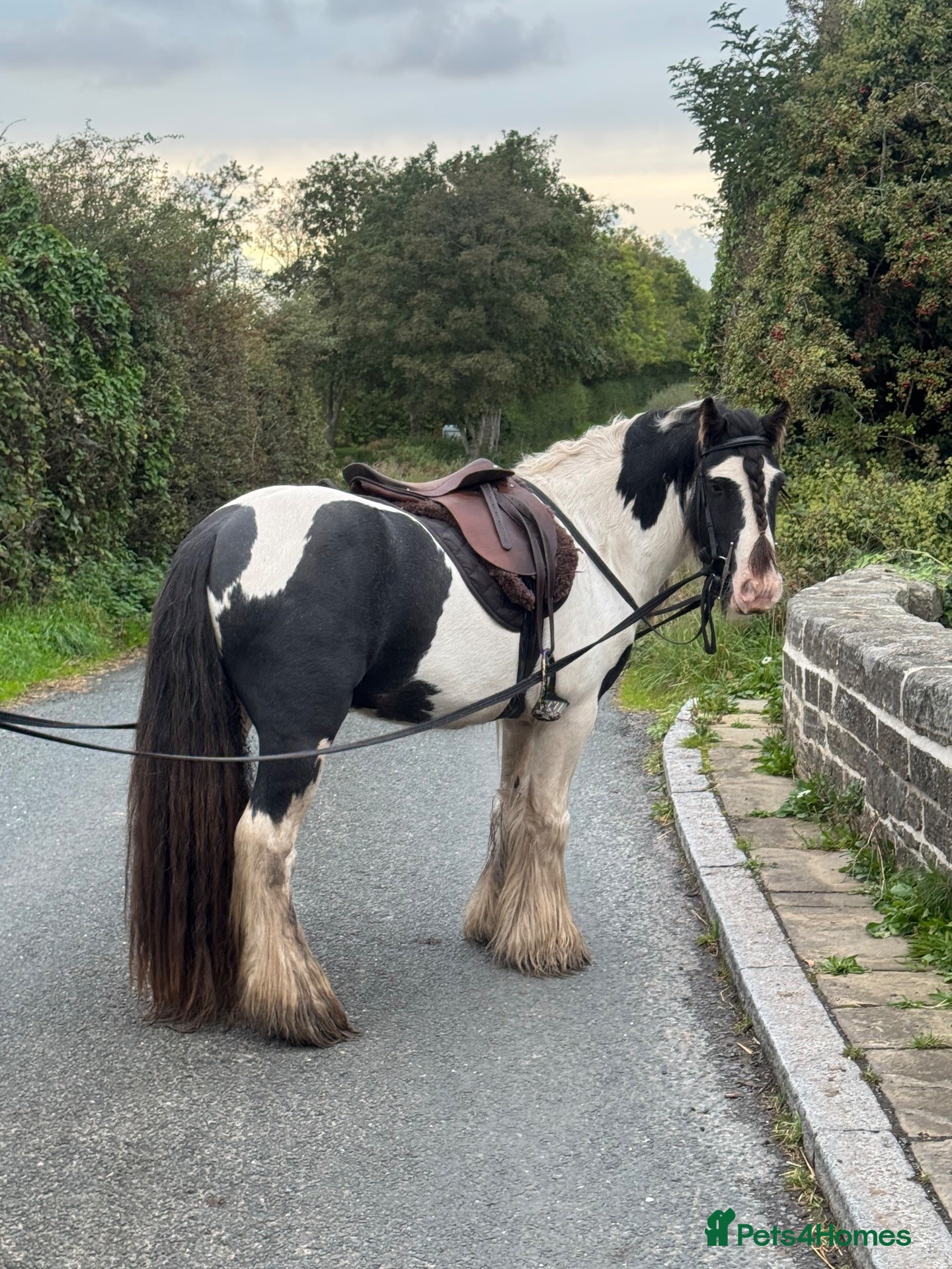 Irish Cob horses Sweet cob - Advert 4