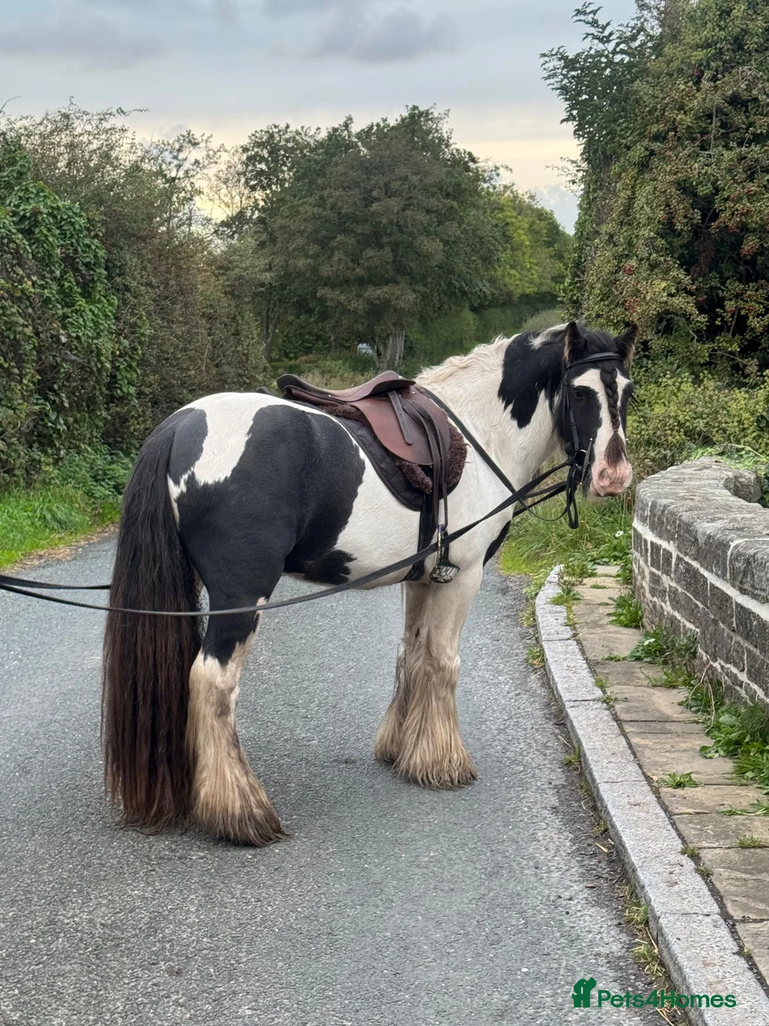 Irish Cob horses for sale: Sweet cob - Advert 1
