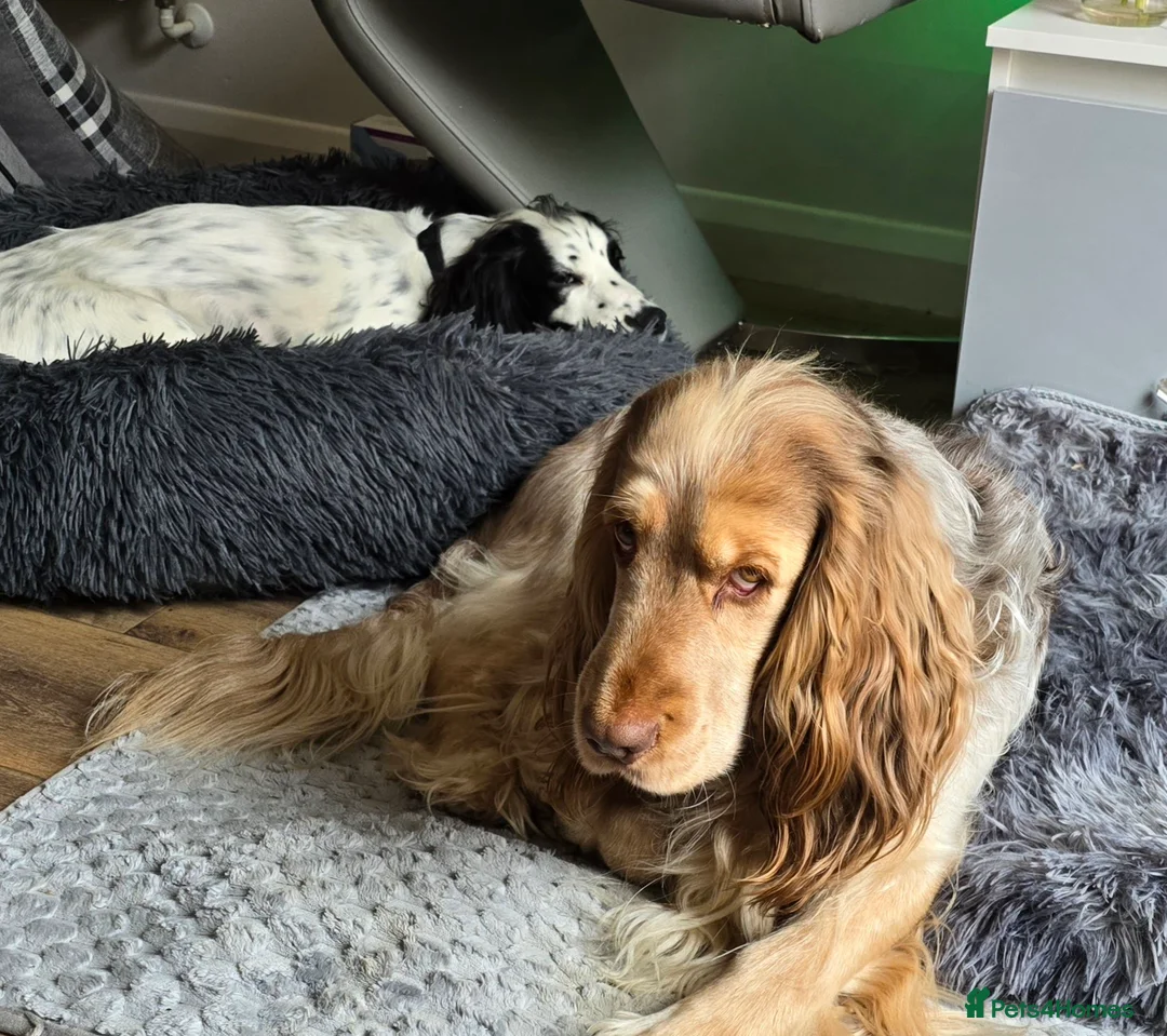 Cocker Spaniel dogs for stud: Proven Track Record Cocker Spaniel Stud - Advert 4