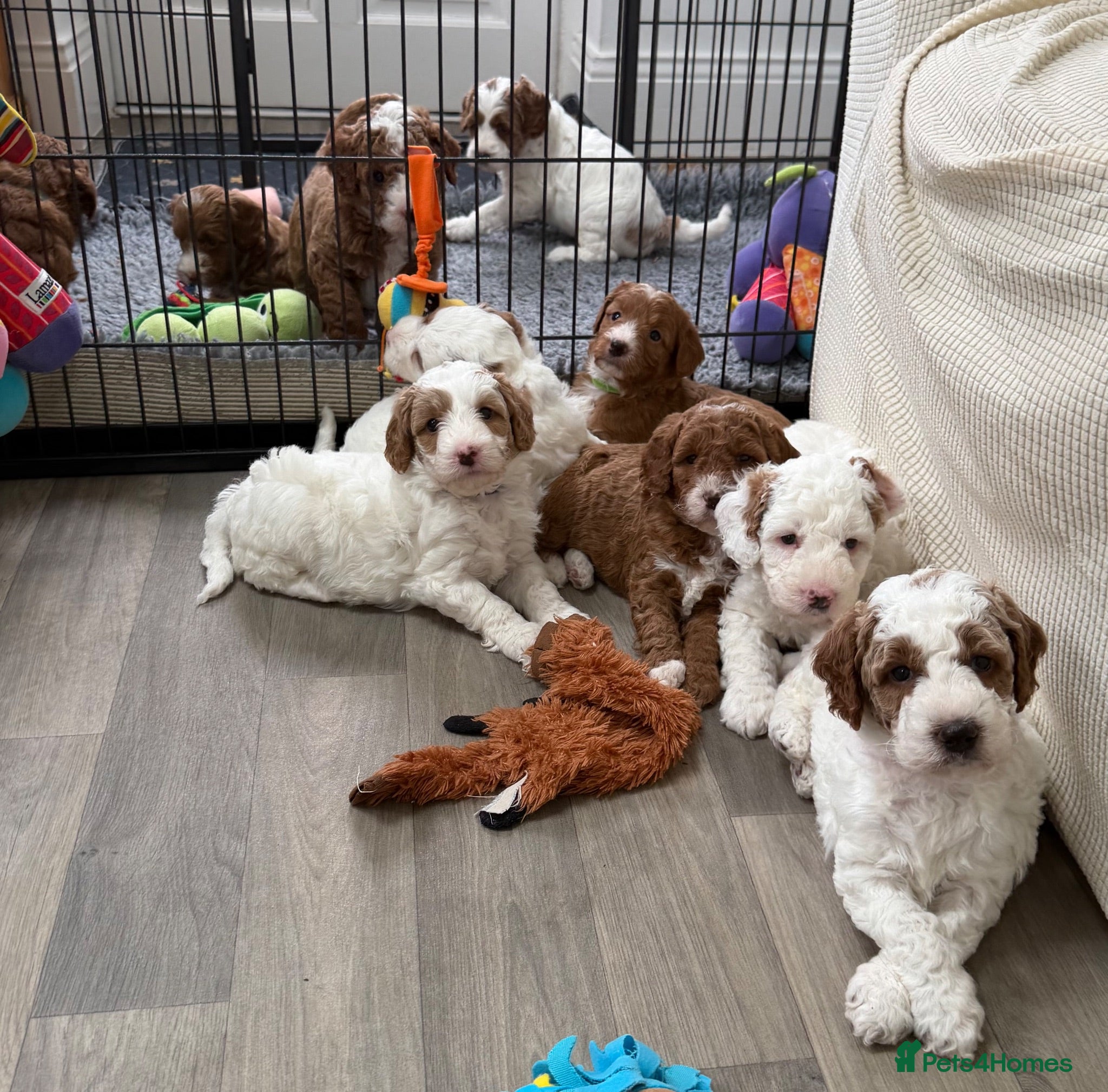Australian Labradoodle dogs Stunning Australian Doubledoodle  Pups  - Advert 2