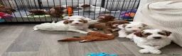 Australian Labradoodle dogs for sale: Stunning Australian Doubledoodle  Pups  - Advert 2