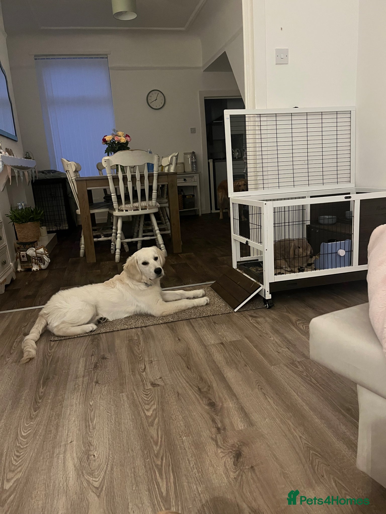 Golden Retriever dogs 8 month male golden retriever  - Advert 2