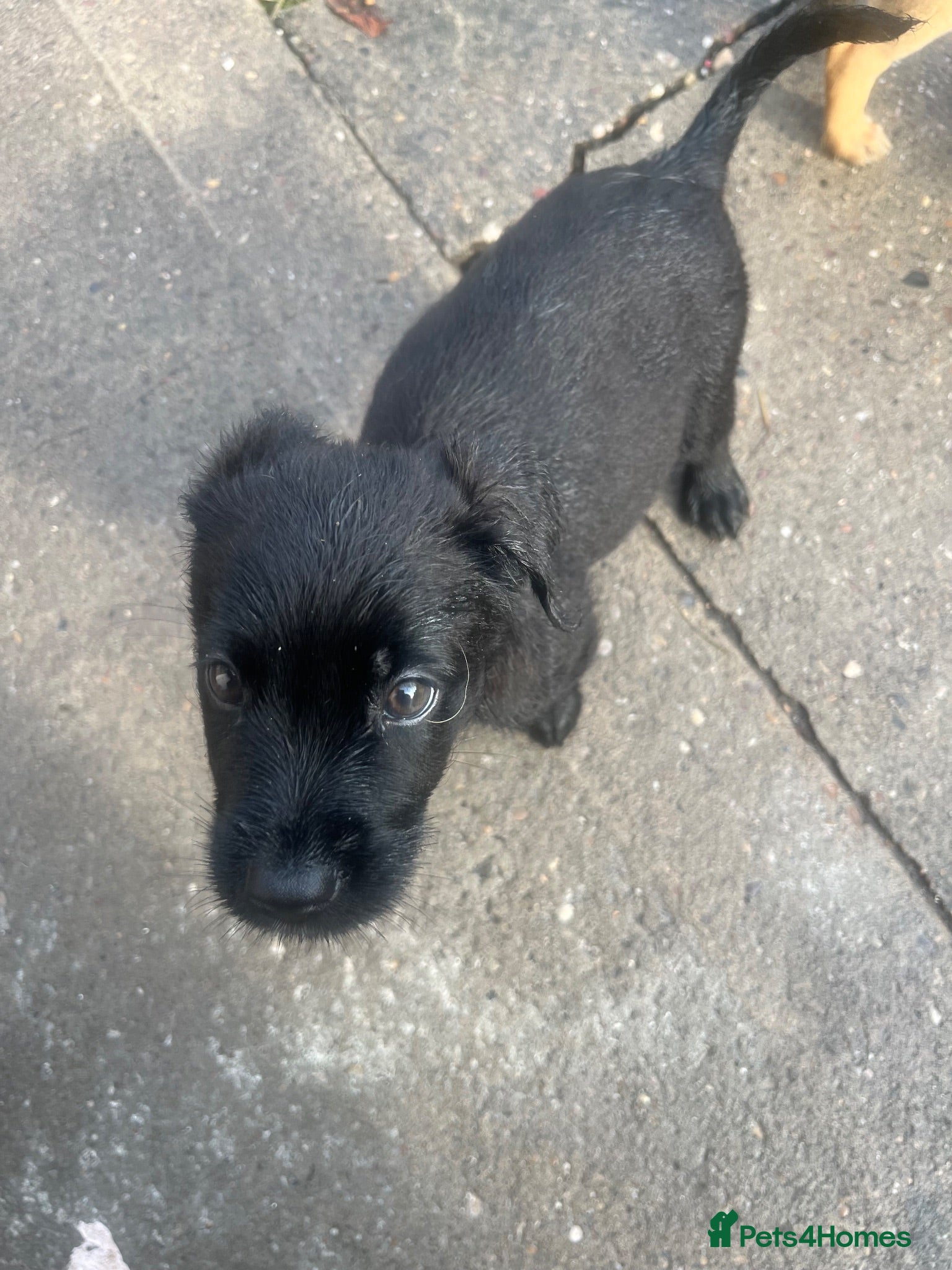 Mixed Breed dogs Canedoodle puppies £450open to sensible offers  - Advert 2