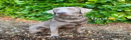 Labrador Retriever dogs for sale: Silver Labrador retriever puppies - Advert 40