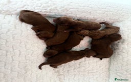 Cavapoo dogs for sale: TOY F1B dna & Heath clear parents.  in Porth - Image 10