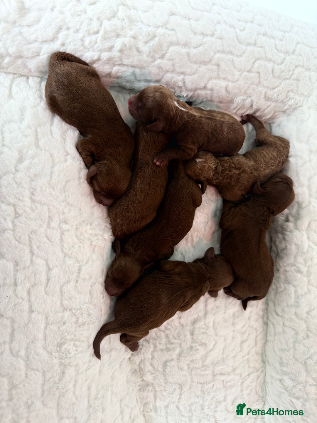 Cavapoo dogs for sale: TOY F1B dna & Heath clear parents.  in Porth - Image 10