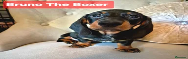 Bruno The Boxer 