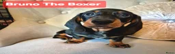 Miniature Dachshund dogs for sale: 🐾​Elite KC One left Reduced from 1400!🐾 - Advert 25