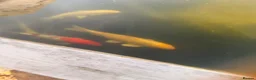 Koi Carp fish for sale: Adult koi carp - Advert 20