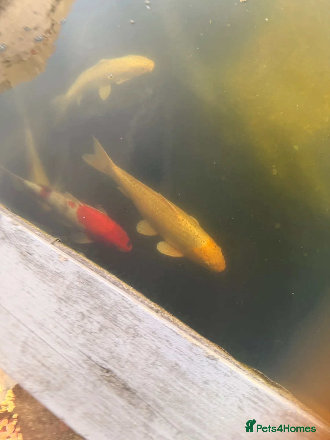 Koi Carp fish for sale: Adult koi carp - Advert 20