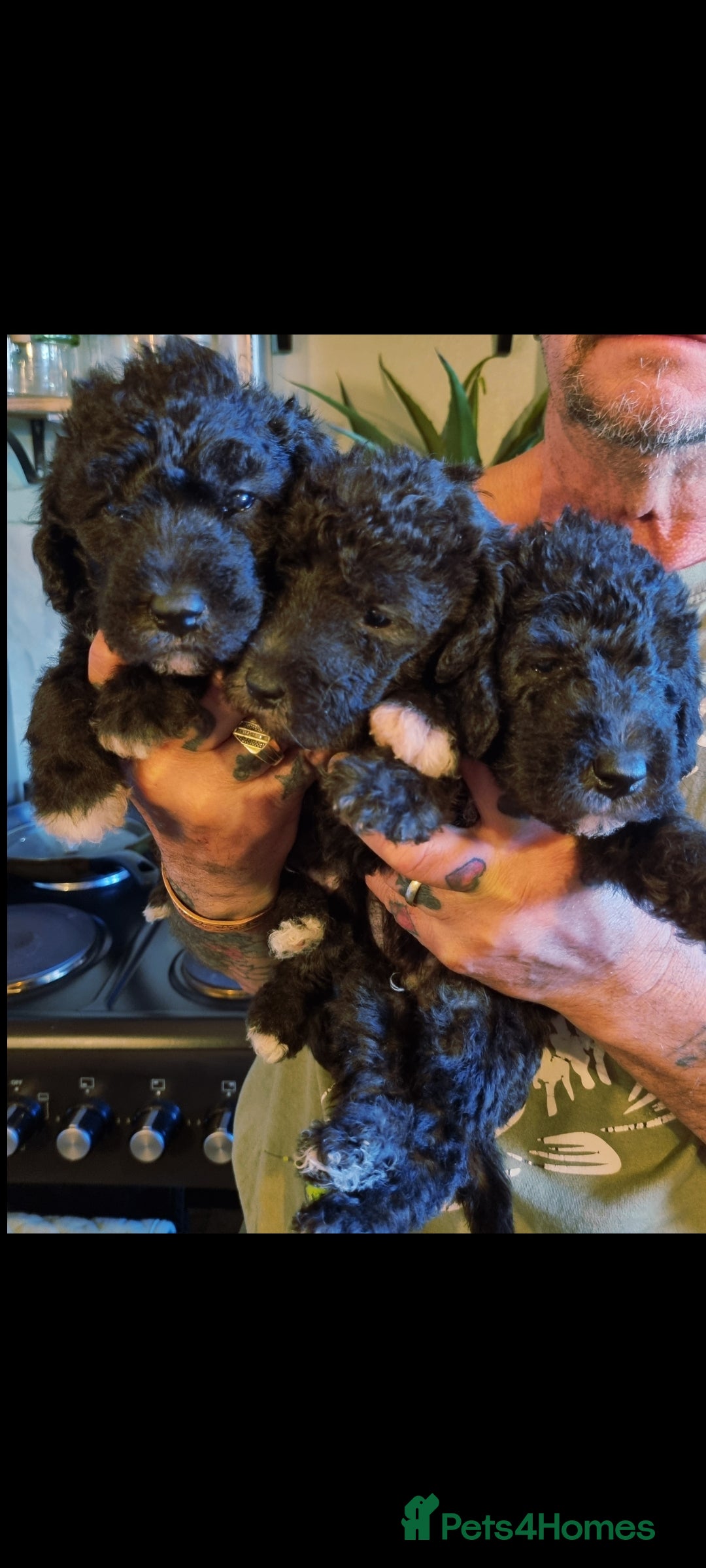 Bedlington Terrier dogs for sale: Bedlington terriers for sale  - Image 7