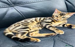 Bengal cats for sale: Exceptional European Tica registered male Bengal   - Image 9