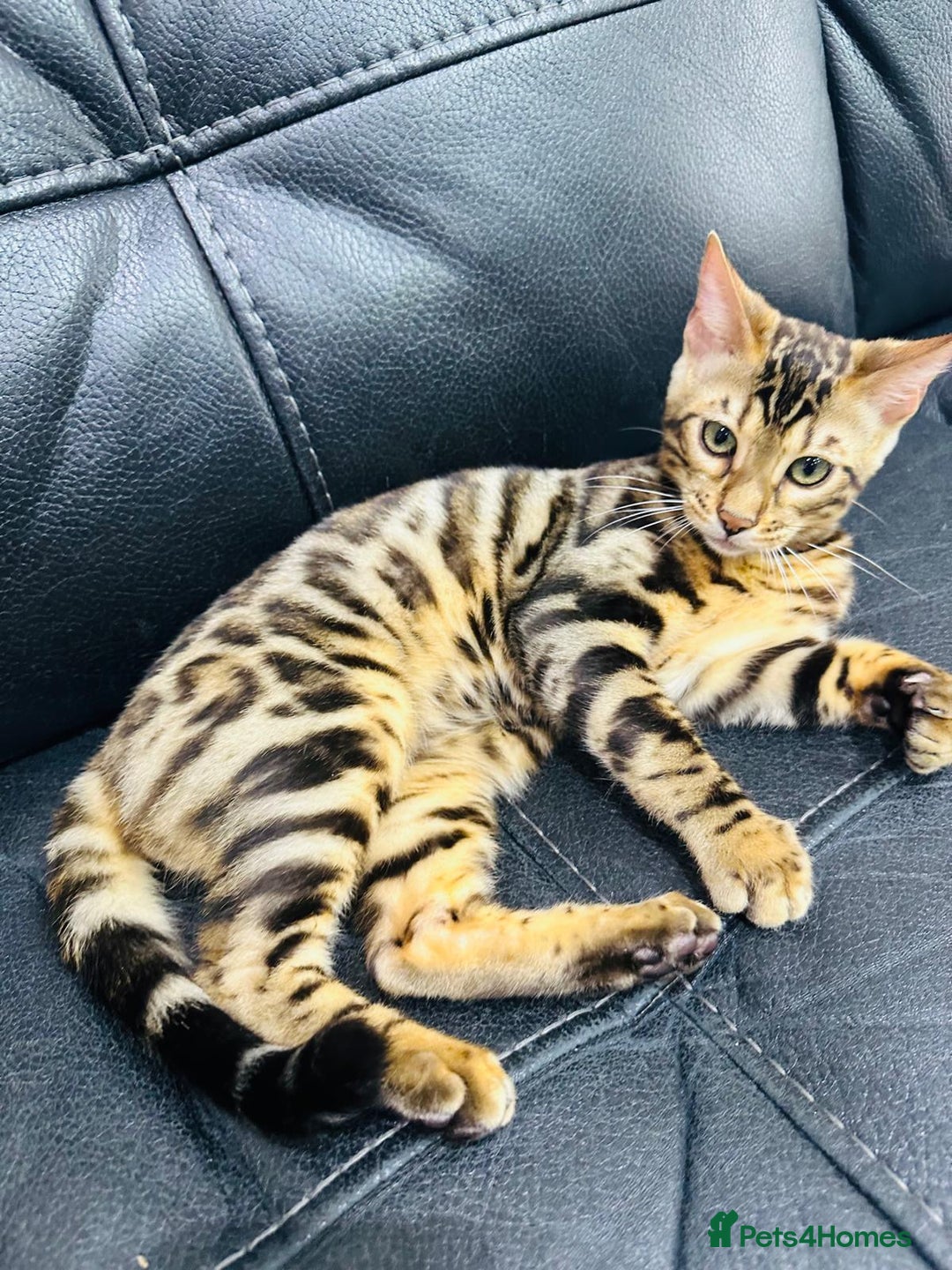 Bengal cats for sale: Exceptional European Tica registered male Bengal   - Image 9