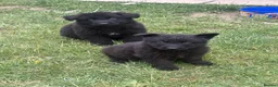 German Shepherd dogs for sale: German shepherd puppies READY NOW - Advert 13