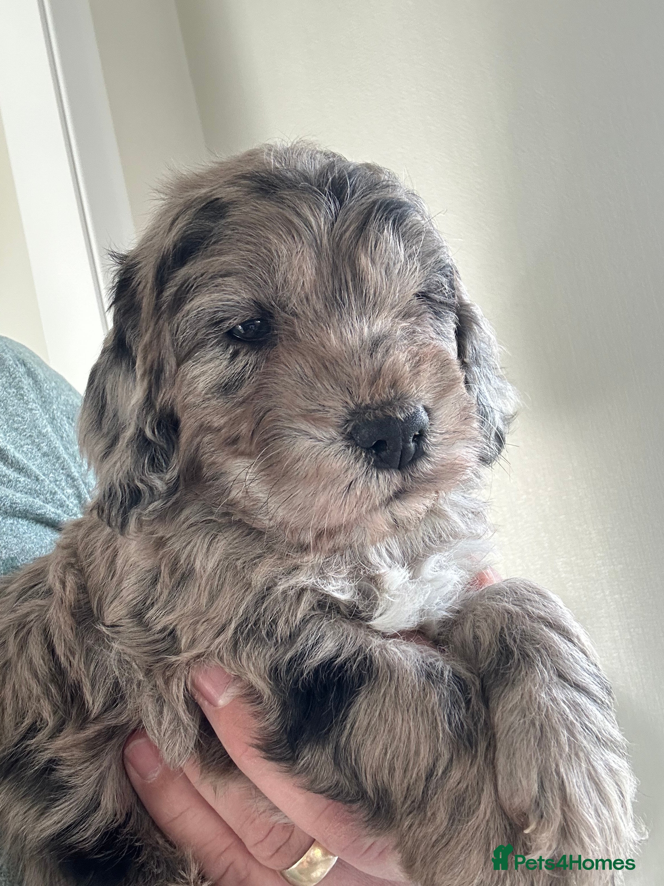 Cockapoo dogs Quality F1 cockapoos for sale - Advert 2