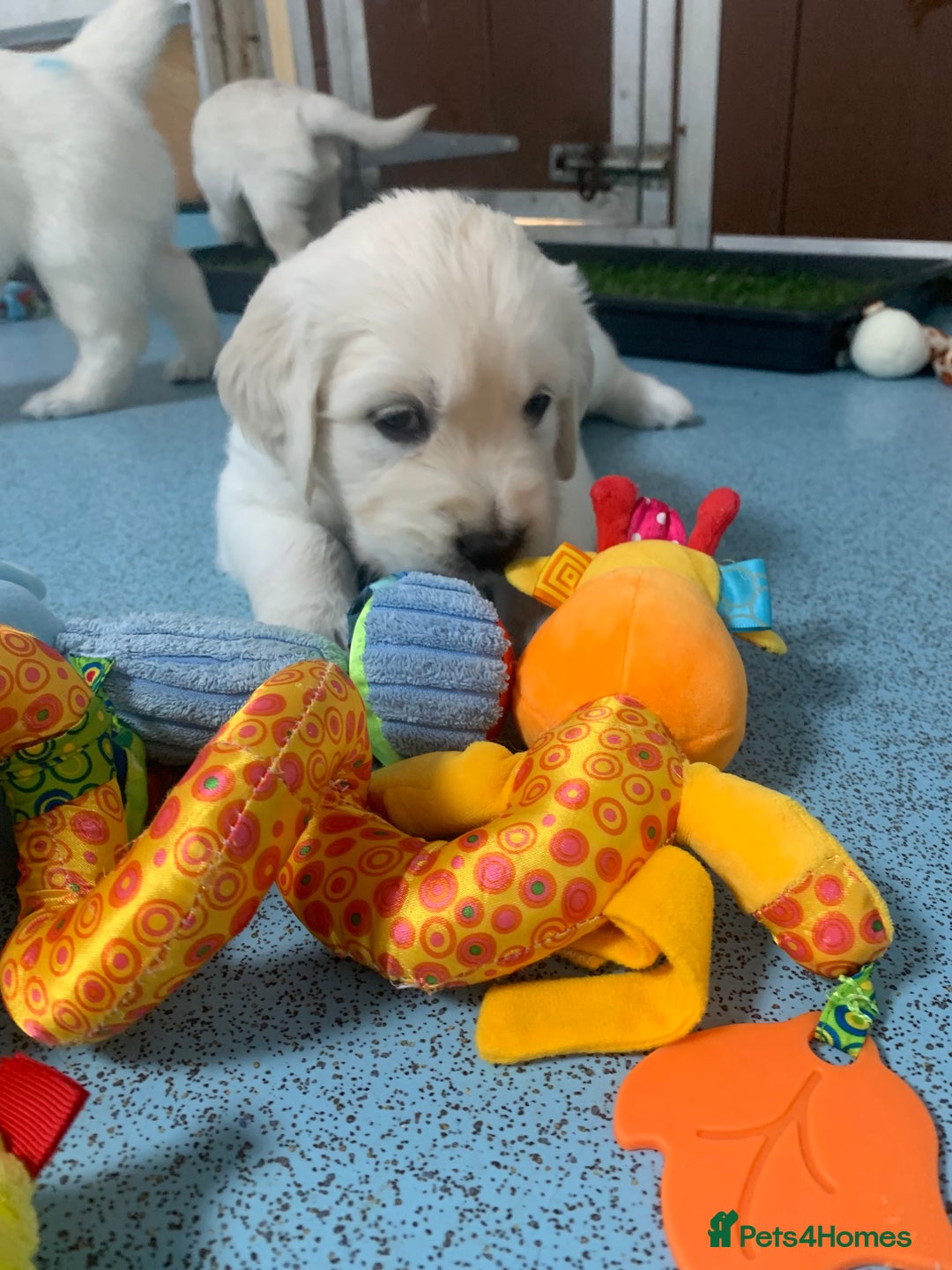 Golden Retriever dogs for sale: Gorgeous KC reg Golden Retriever Puppies - Image 9