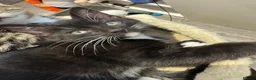 Scottish Fold cats for sale: Wednesday and Jackson - Advert 18