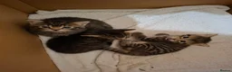 Mixed Breed cats for sale: 3 beautiful gray tabby kittens  in Doncaster - Advert 2