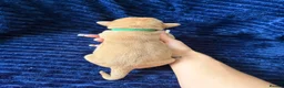 Cane Corso dogs for sale: ✨Amazing Merle cane corso x Bandog puppies ✨ - Advert 12