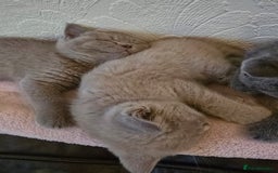 British Shorthair cats for sale: British Shorthair - Ready for Their Forever Homes! - Image 13