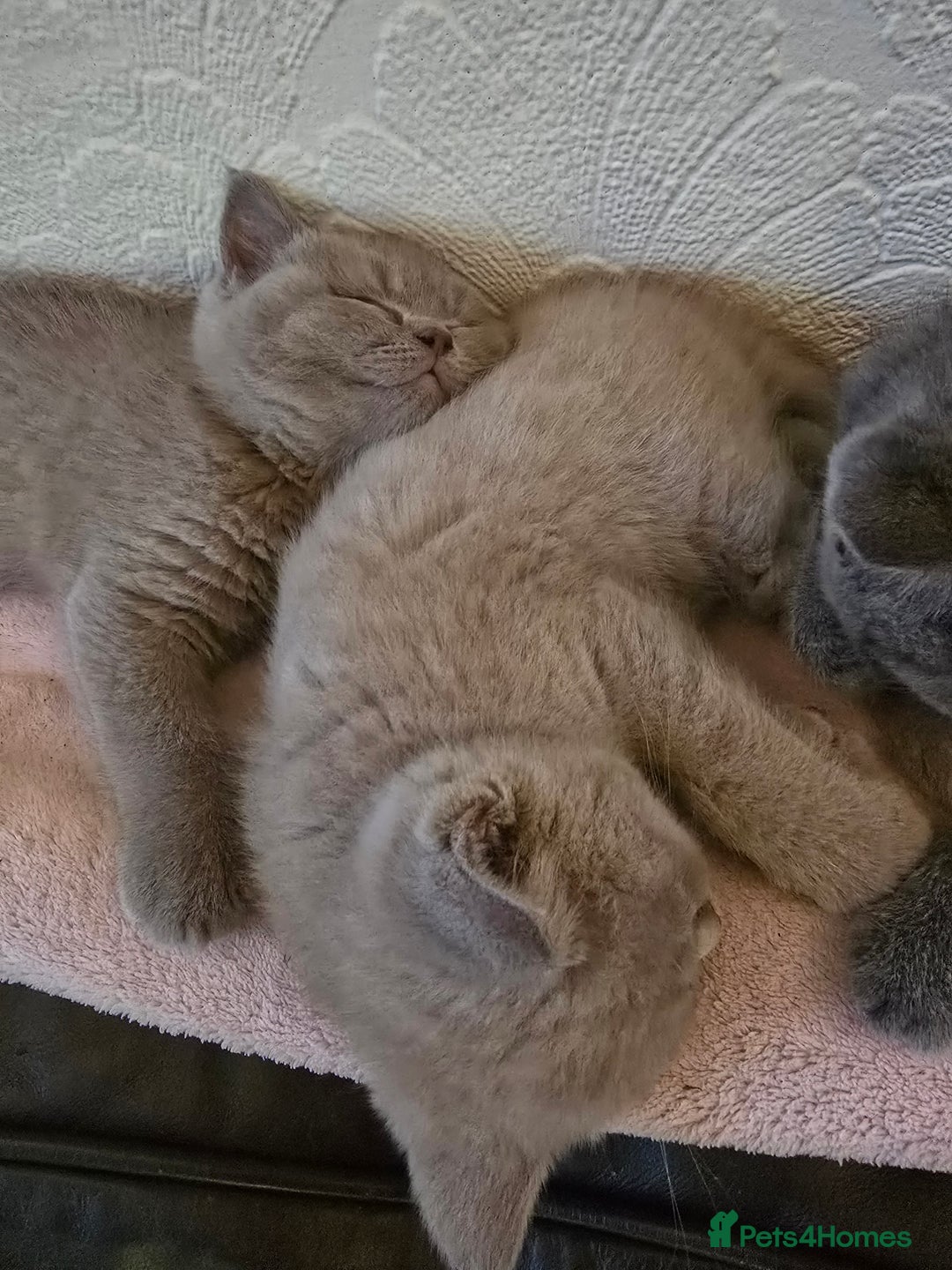 British Shorthair cats for sale: British Shorthair - Ready for Their Forever Homes! - Image 13