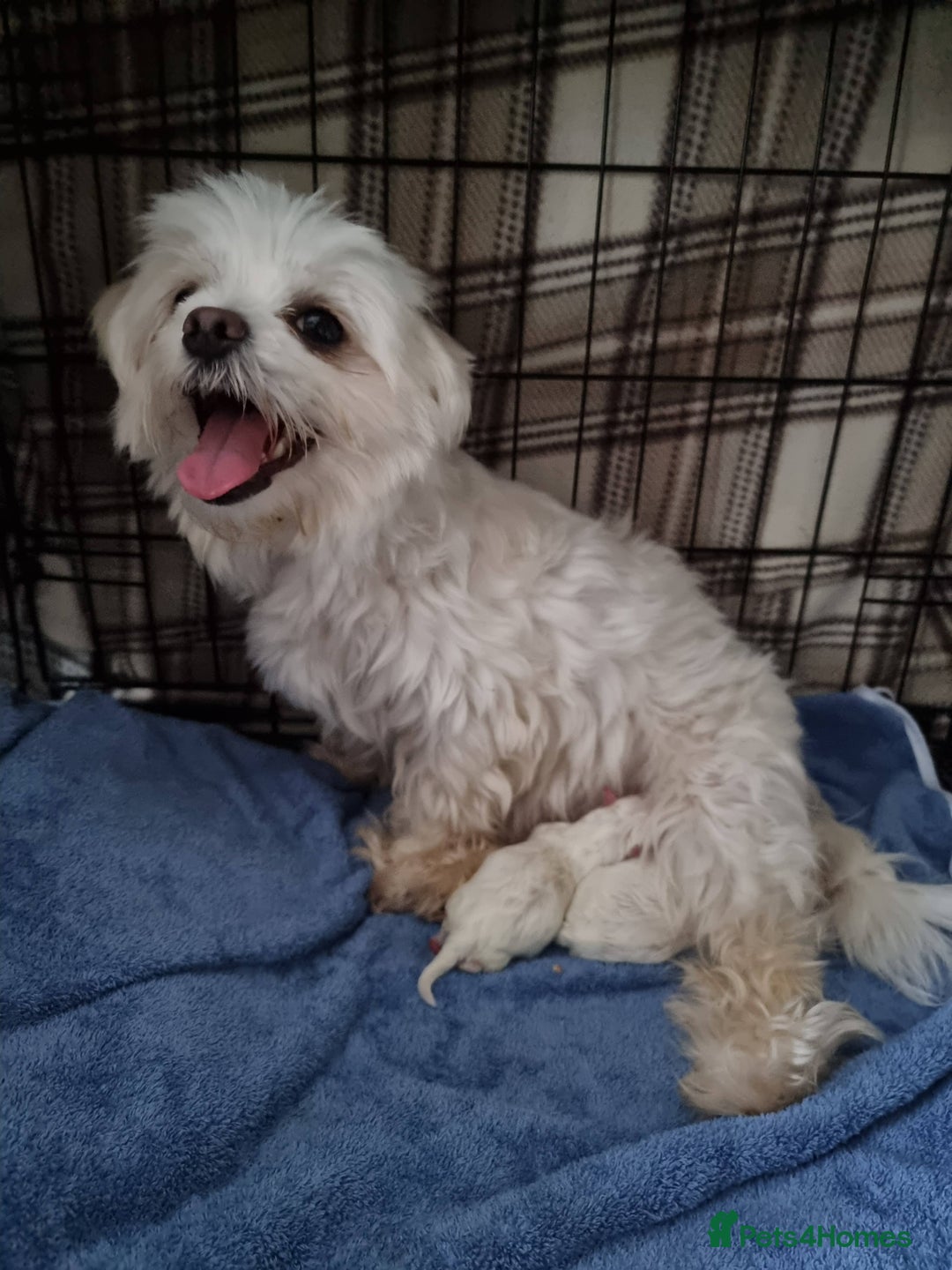 Maltese dogs for sale: Maltese Puppies – Hypoallergenic – Available 19/12 - Advert 1