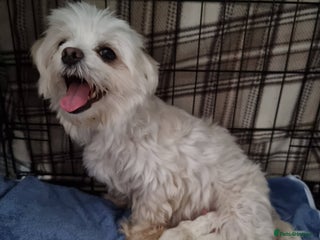 Maltese dogs Maltese Puppies – Hypoallergenic – Available 19/12 - Advert 2