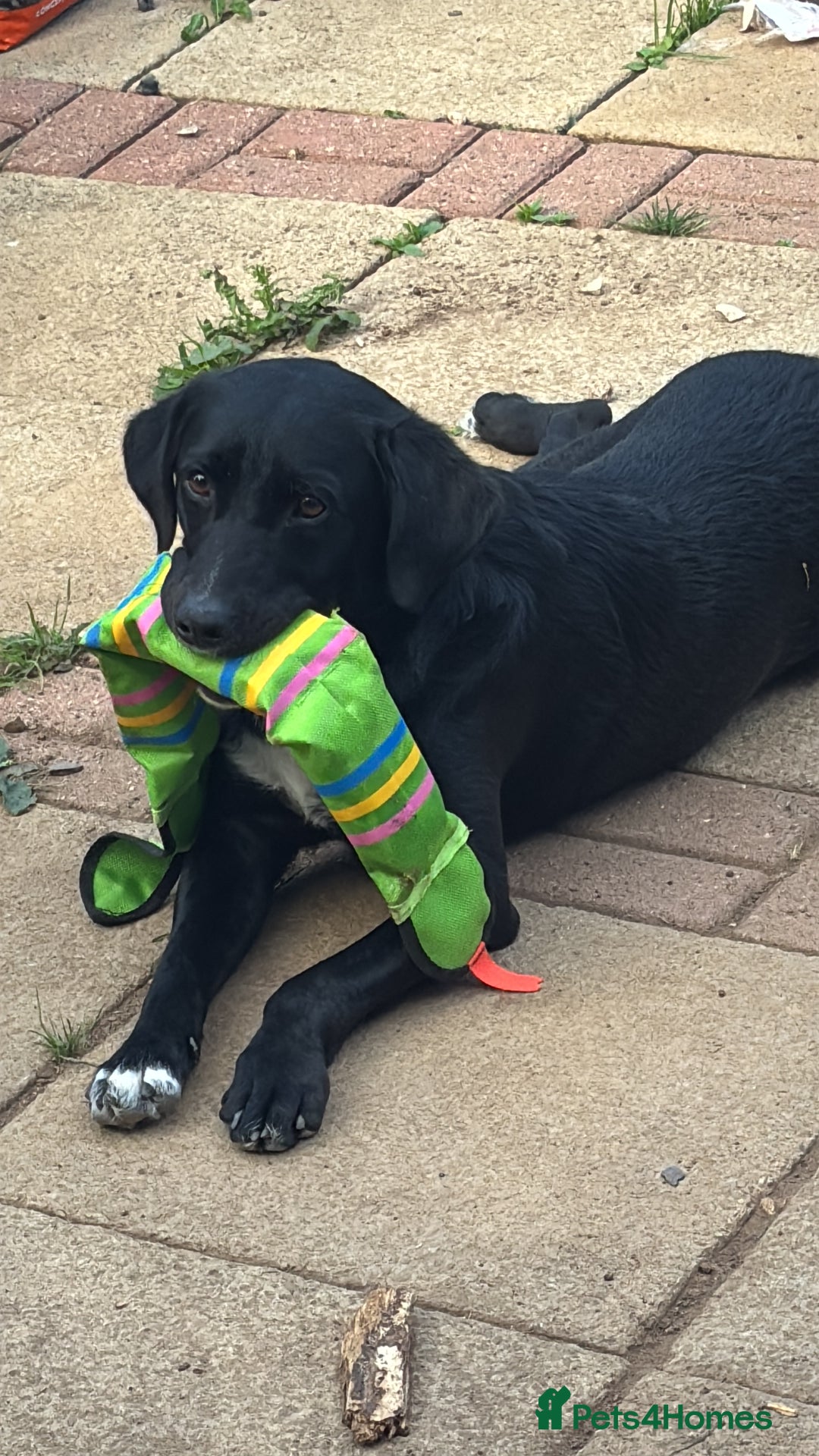 Mixed Breed dogs for sale: ❤️ Forever home required ❤️ - Advert 4