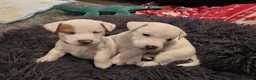 Jack Russell dogs for sale: Miniature Jack Russell Babies  - Advert 2