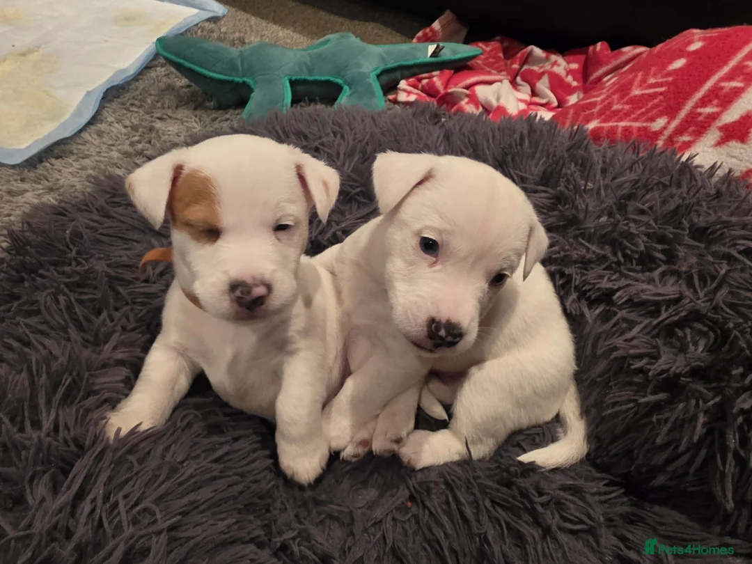 Jack Russell dogs for sale: Miniature Jack Russell Babies  - Advert 2