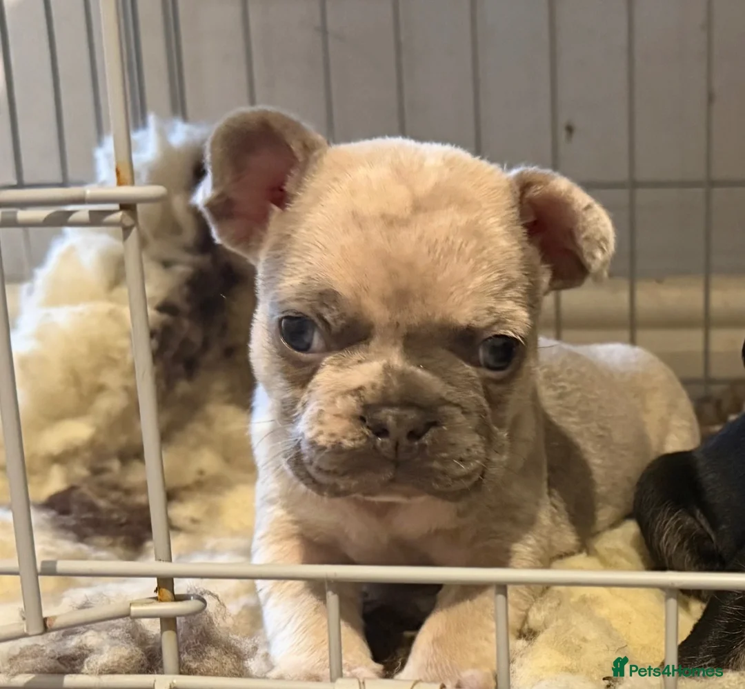 French Bulldog dogs for sale: READY NOW KC French Bulldogs - Advert 12