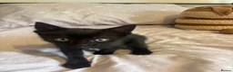 Domestic Shorthair cats for sale: 3 black kittens  - Advert 4