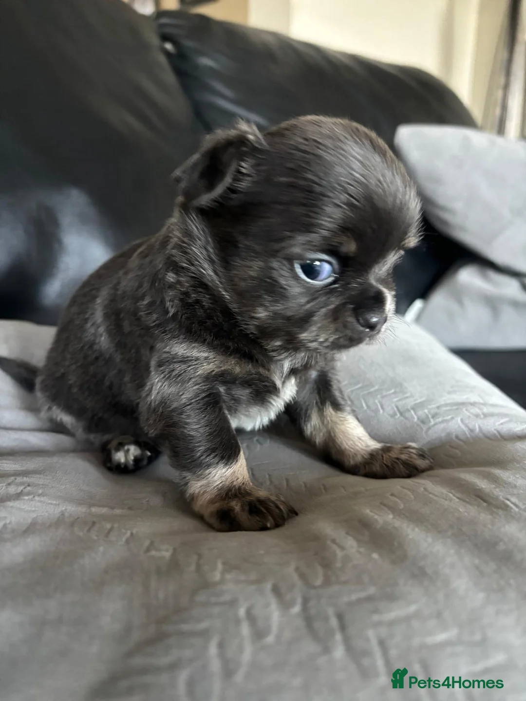 Chihuahua dogs for sale: Beautiful chihuahua puppies in Leatherhead - Advert 4