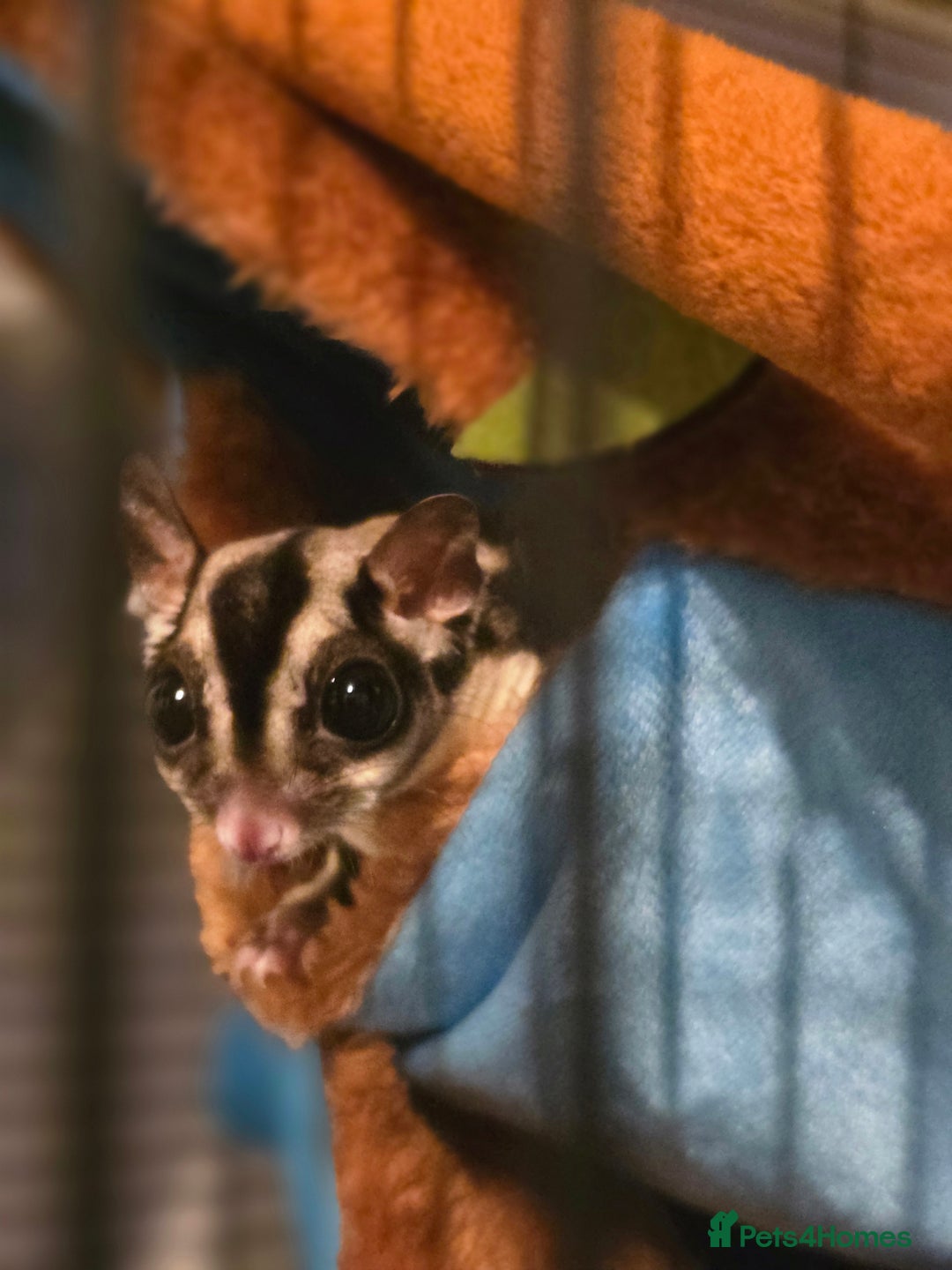 Sugar Glider rodents for sale: Joey Sugar glider!  - Advert 1