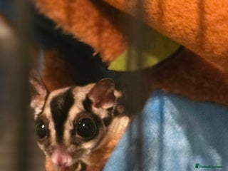 Sugar Glider rodents Joey Sugar glider! - Advert 6