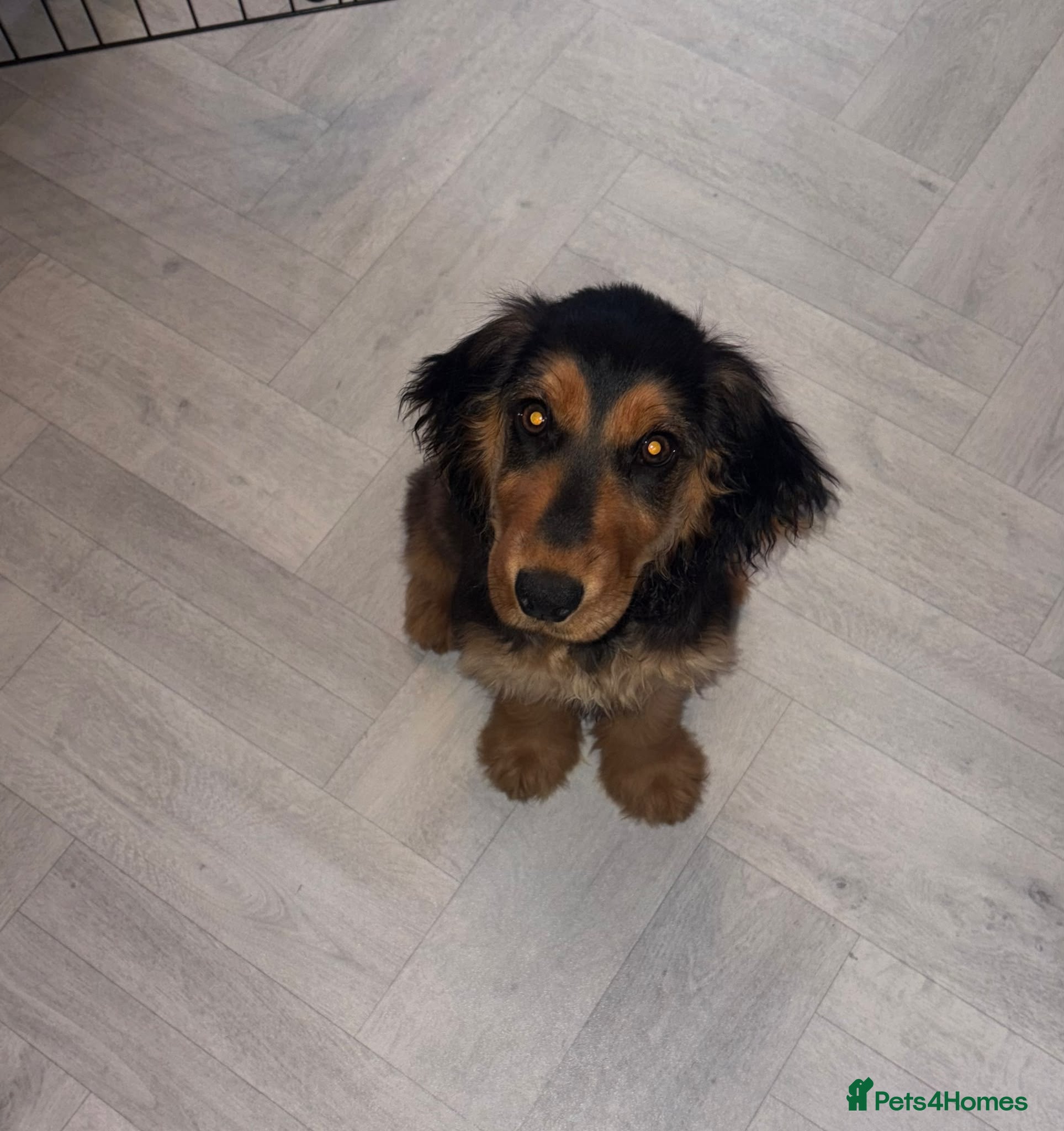 Cocker Spaniel dogs Female Cocker Spaniel Puppy 4 months old - Advert 7