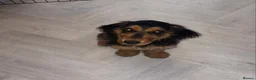 Cocker Spaniel dogs for sale: Female Cocker Spaniel Puppy 4 months old - Advert 3